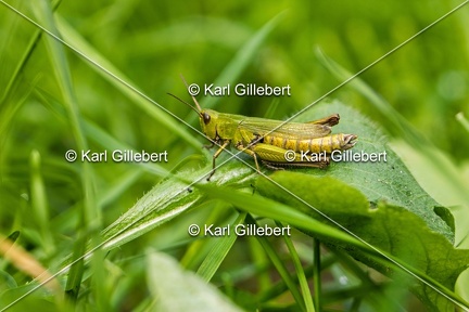 Karl-Gillebert-Criquet-verte-echine-Chorthippus-dorsatus-7813