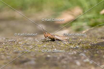 Karl-Gillebert-Criquet-verte-echine-Chorthippus-dorsatus-7833