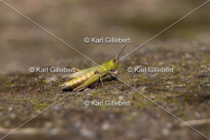 Karl-Gillebert-Criquet-verte-echine-Chorthippus-dorsatus-7839