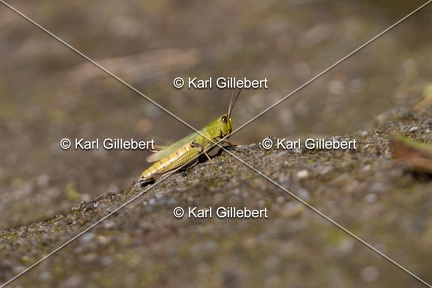 Karl-Gillebert-Criquet-verte-echine-Chorthippus-dorsatus-7848