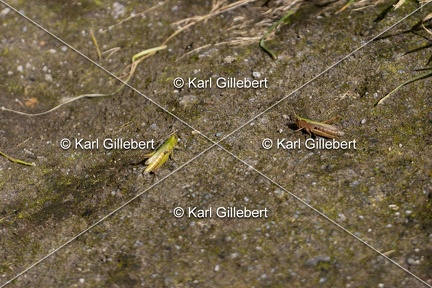 Karl-Gillebert-Criquet-verte-echine-Chorthippus-dorsatus-7854
