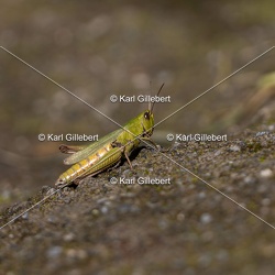 Criquet verte-échine - Chorthippus dorsatus