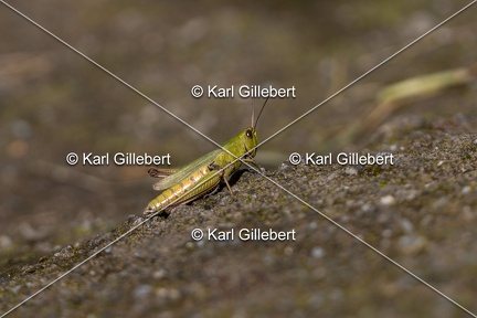 Karl-Gillebert-Criquet-verte-echine-Chorthippus-dorsatus-7861