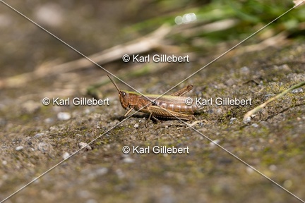 Karl-Gillebert-Criquet-verte-echine-Chorthippus-dorsatus-7867