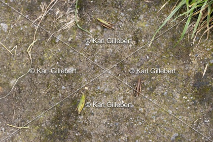 Karl-Gillebert-Criquet-verte-echine-Chorthippus-dorsatus-7883