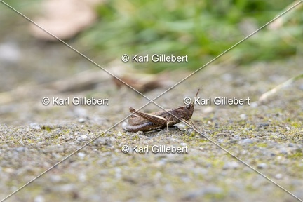 Karl-Gillebert-Criquet-verte-echine-Chorthippus-dorsatus-7897