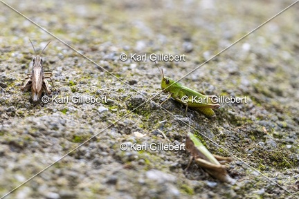 Karl-Gillebert-Criquet-verte-echine-Chorthippus-dorsatus-7925