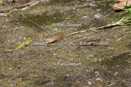 Karl-Gillebert-Criquet-verte-echine-Chorthippus-dorsatus-7960