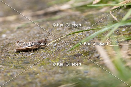 Karl-Gillebert-Criquet-verte-echine-Chorthippus-dorsatus-7975