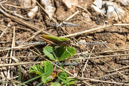 Karl-Gillebert-Criquet-verte-echine-Chorthippus-dorsatus-5036