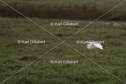 Karl-Gillebert-Aigrette-garzette-Egretta-garzetta-9234
