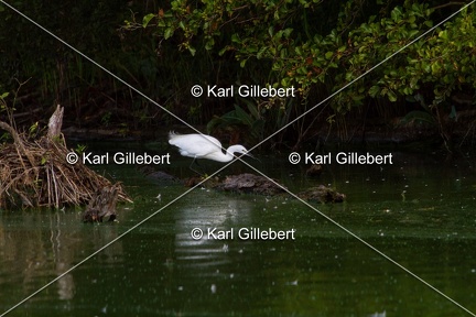 Karl-Gillebert-Aigrette-garzette-Egretta-garzetta-0074