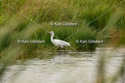 Karl-Gillebert-Aigrette-garzette-Egretta-garzetta-1191