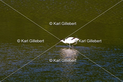 Karl-Gillebert-Avocette-elegante-Recurvirostra-avosetta-7623