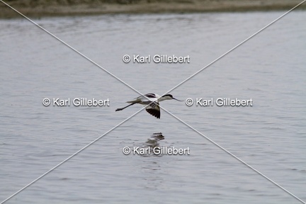 Karl-Gillebert-Avocette-elegante-Recurvirostra-avosetta-6784