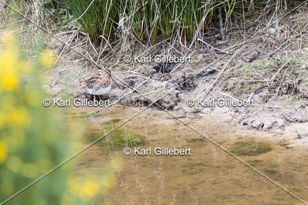Karl-Gillebert-Becassine-des-marais-Gallinago-gallinago-9168