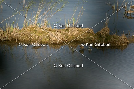 Karl-Gillebert-Becassine-des-marais-Gallinago-gallinago-4306