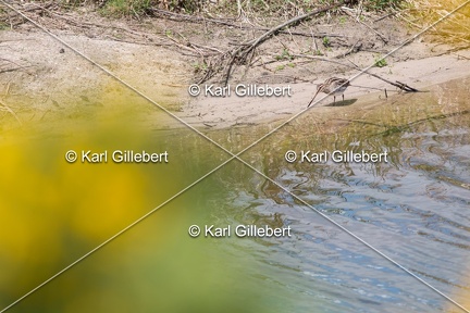 Karl-Gillebert-Becassine-des-marais-Gallinago-gallinago-9068