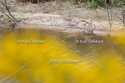Karl-Gillebert-Becassine-des-marais-Gallinago-gallinago-9092