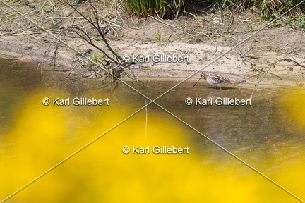 Karl-Gillebert-Becassine-des-marais-Gallinago-gallinago-9112