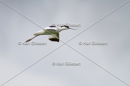 Karl-Gillebert-Avocette-elegante-Recurvirostra-avosetta-9762