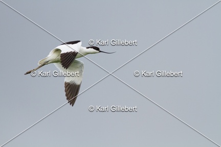 Karl-Gillebert-Avocette-elegante-Recurvirostra-avosetta-9764