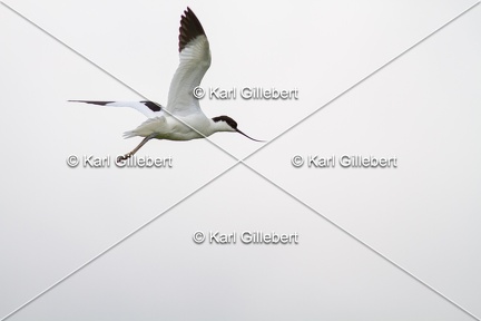 Karl-Gillebert-Avocette-elegante-Recurvirostra-avosetta-9770