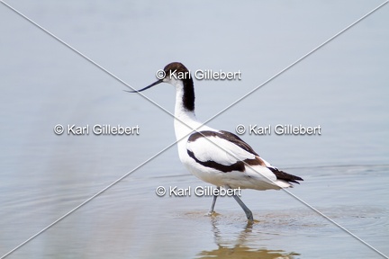 Karl-Gillebert-Avocette-elegante-Recurvirostra-avosetta-1127