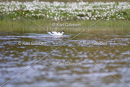 Karl-Gillebert-Avocette-elegante-Recurvirostra-avosetta-1826