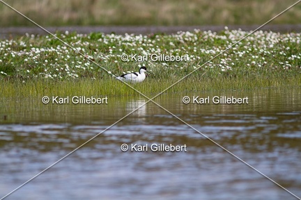 Karl-Gillebert-Avocette-elegante-Recurvirostra-avosetta-1831