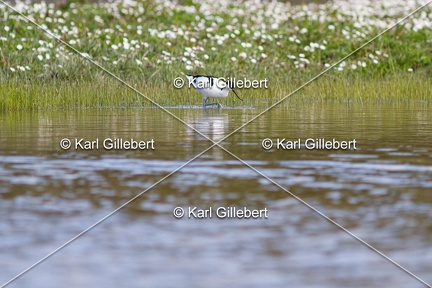 Karl-Gillebert-Avocette-elegante-Recurvirostra-avosetta-1835