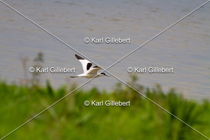Karl-Gillebert-Avocette-elegante-Recurvirostra-avosetta-7067