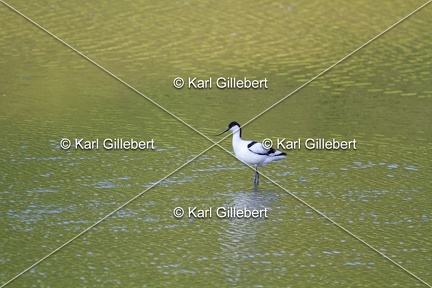 Karl-Gillebert-Avocette-elegante-Recurvirostra-avosetta-7613