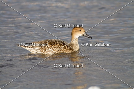 Karl-Gillebert-Canard-chipeau-Mareca-strepera-3935