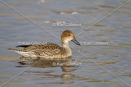 Karl-Gillebert-Canard-chipeau-Mareca-strepera-4027