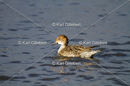 Karl-Gillebert-Canard-chipeau-Mareca-strepera-3885