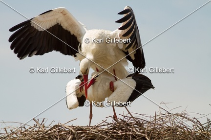 Karl-Gillebert-Cigogne-blanche-Ciconia-ciconia-2152