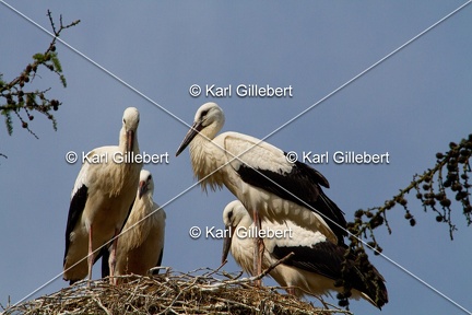 Karl-Gillebert-Cigogne-blanche-Ciconia-ciconia-2075