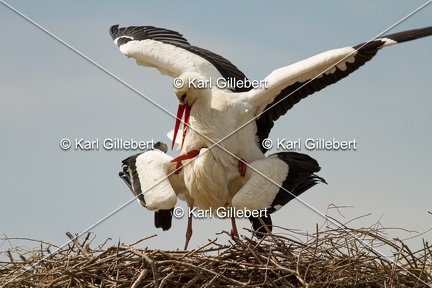 Karl-Gillebert-Cigogne-blanche-Ciconia-ciconia-2143