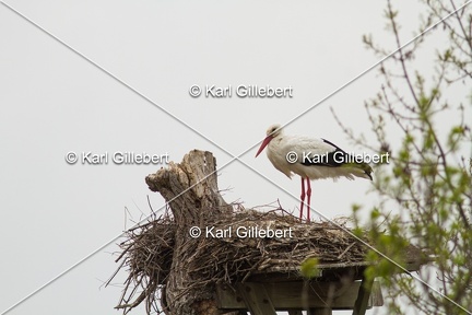 Karl-Gillebert-Cigogne-blanche-Ciconia-ciconia-2506