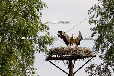 Karl-Gillebert-Cigogne-blanche-Ciconia-ciconia-3233