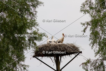 Karl-Gillebert-Cigogne-blanche-Ciconia-ciconia-2908