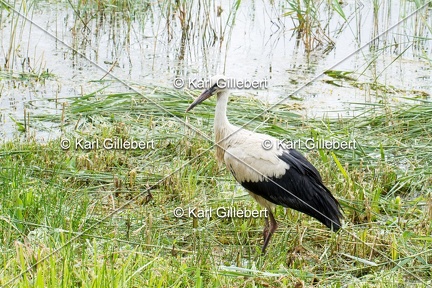 Karl-Gillebert-Cigogne-blanche-Ciconia-ciconia-5334
