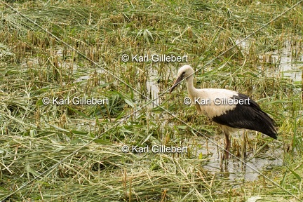 Karl-Gillebert-Cigogne-blanche-Ciconia-ciconia-5350