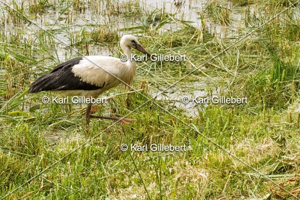 Karl-Gillebert-Cigogne-blanche-Ciconia-ciconia-5364