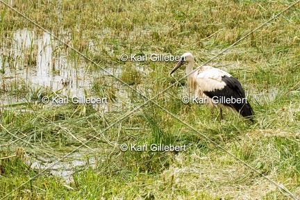 Karl-Gillebert-Cigogne-blanche-Ciconia-ciconia-5377