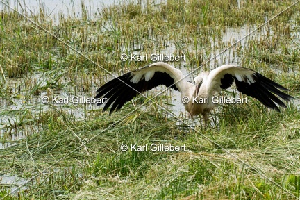 Karl-Gillebert-Cigogne-blanche-Ciconia-ciconia-5472