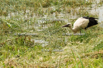 Karl-Gillebert-Cigogne-blanche-Ciconia-ciconia-5494