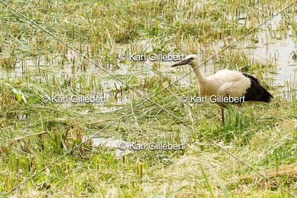 Karl-Gillebert-Cigogne-blanche-Ciconia-ciconia-5502
