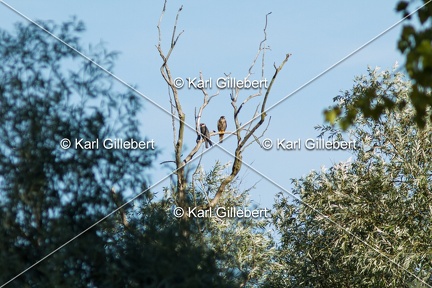 Karl-Gillebert-faucon-hobereau-Falco-subbuteo-1885